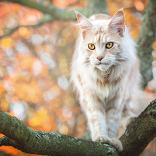 cat, trees, branch pics, Maine Coon