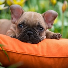 Pillow, Orange, French Bulldog, Puppy, dog