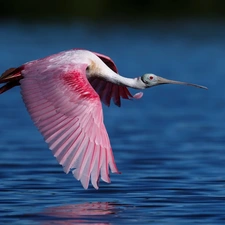 flight, Bird, Pink Spoonbill