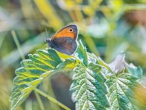 butterfly, plant, Leaf, Coenonympha Pamphilus