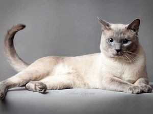 portrait, Thai, cat