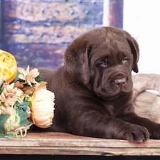 Labrador Retriever, Flowers, Puppy, chocolate, dog