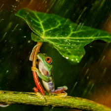 Rain, frog, leaf