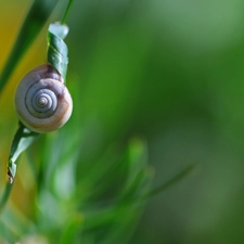 snail, shell