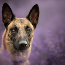 fuzzy, background, Belgian Shepherd Malinois, muzzle, dog