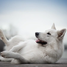 dog, White Swiss Shepherd, footbridge, lying