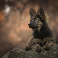 stone, Puppy, German Shepherd