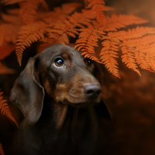 Leaf, Fern, Dachshund Shorthair, muzzle, dog