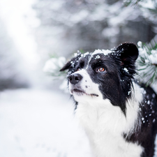 snow, Twigs, Border Collie, winter, dog