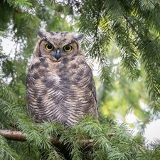 owl, Twigs, spruce, Great Horned Owl