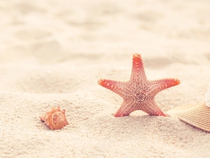 Sand, shell, Hat, starfish