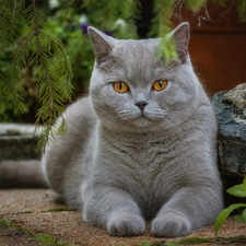 British Shorthair Cat, Stone