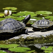 Water lilies, Turtles, Stone