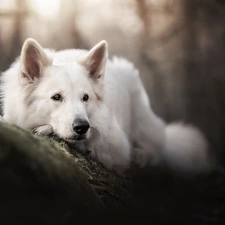 White Swiss Shepherd, lying, dog