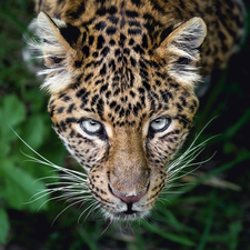 The look, Leopards