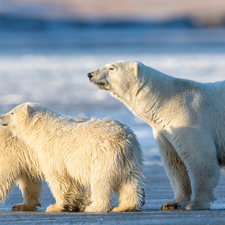 Three, Polar Bears