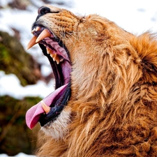 Lion, canines, Tounge, roar