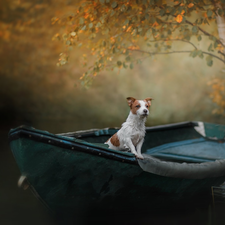 dog, Boat, birch-tree, Jack Russell Terrier