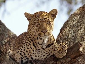 trees, Resting, Leopards
