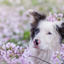 Flowers, Border Collie, Twigs