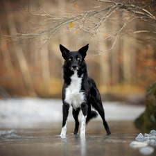 River, dog, viewes, Twigs, trees, Border Collie