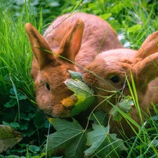 grass, Two cars, Rabbits, Leaf