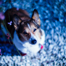 Flowers, dog, Welsh corgi pembroke