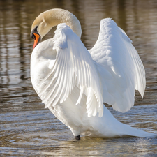 spread, wings, Bird, Swans, White