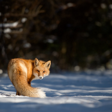 ginger, snow, winter, Fox