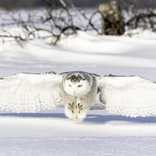 snow, Snowy Owl, winter