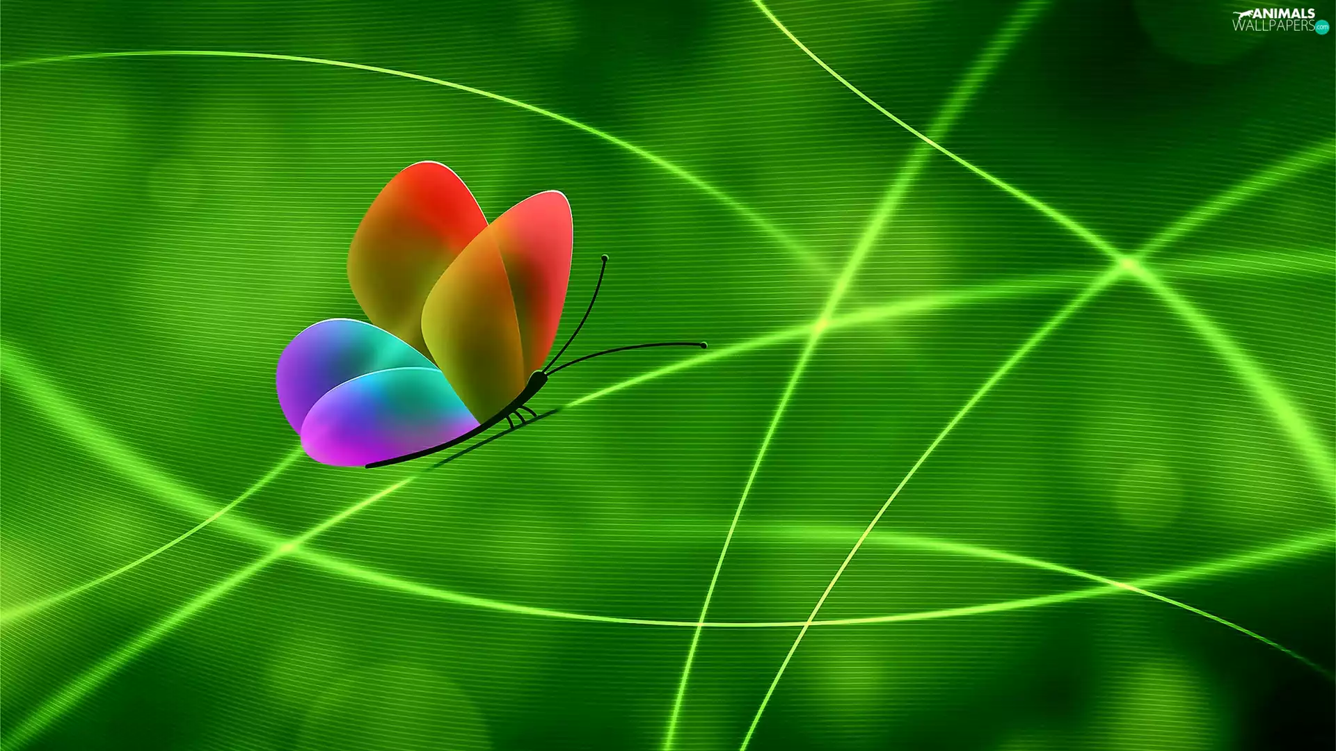 butterfly, 2D Graphics, Green Background
