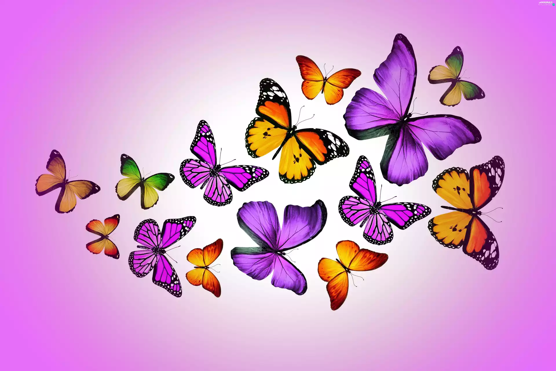 2D, butterfly, graphics