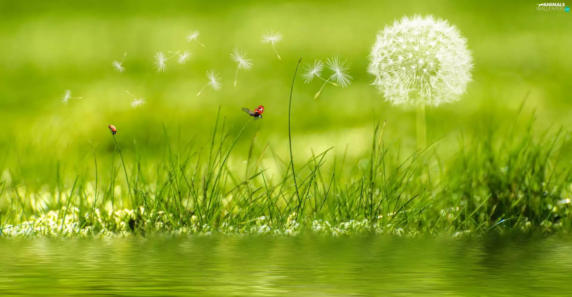 dandelion, 2D, grass, ladybugs, water