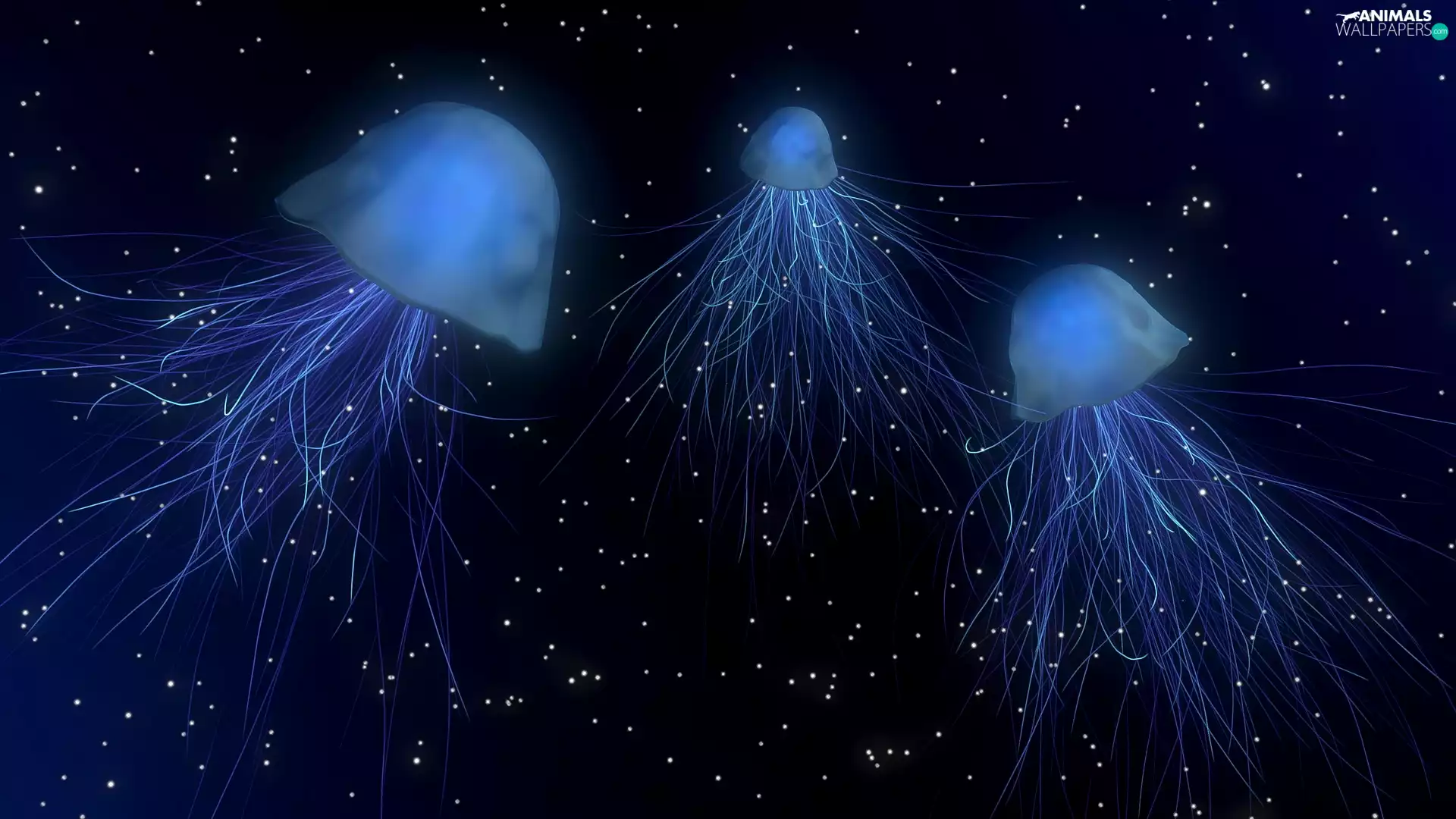 2D, Three, jellyfish