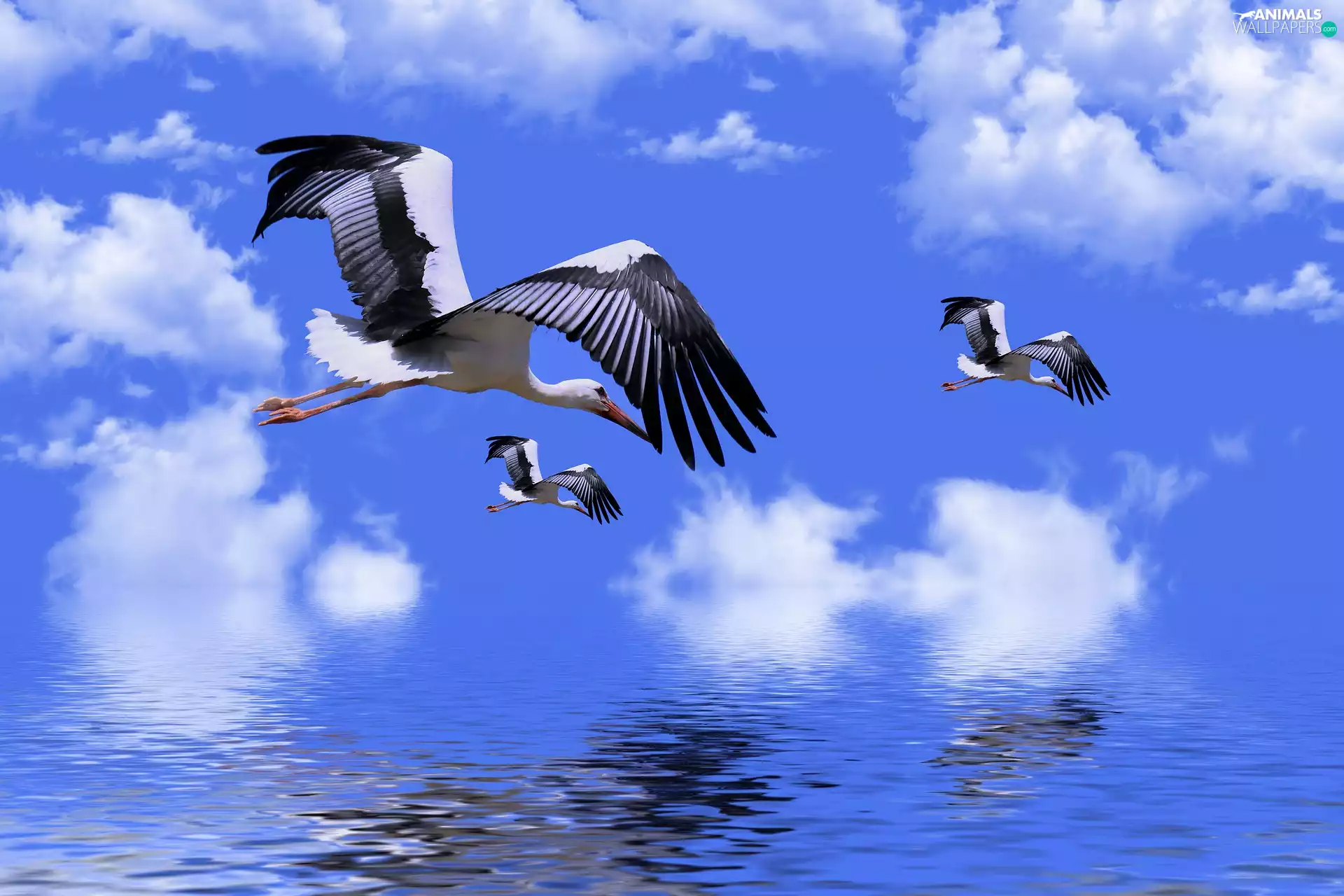 clouds, 2D, water, Sky, Storks