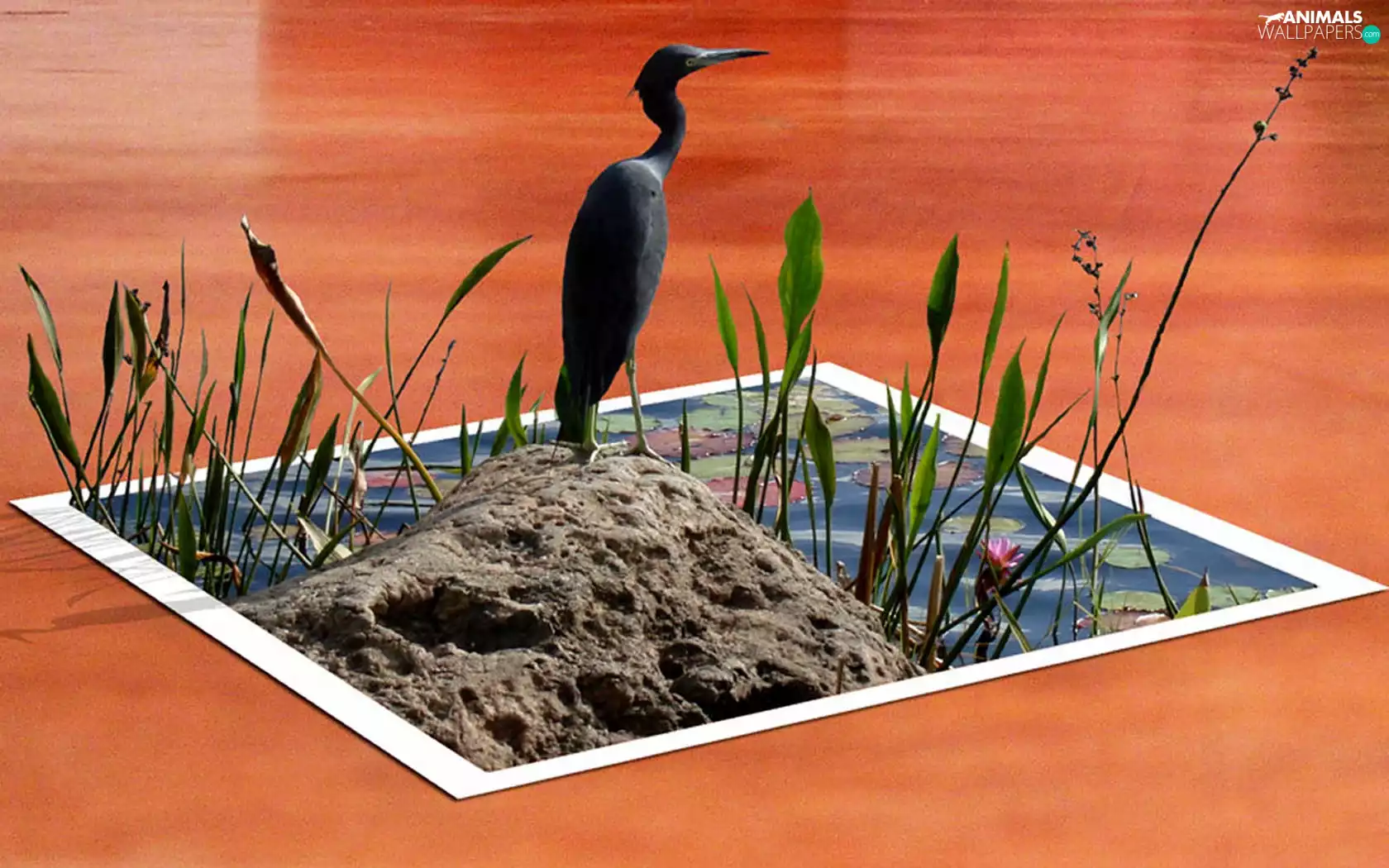 Bird, Island, bulrush, 3D