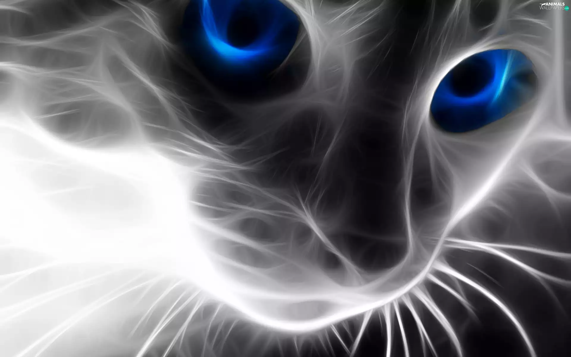 Eyes, 3D, hair, Blue, cat