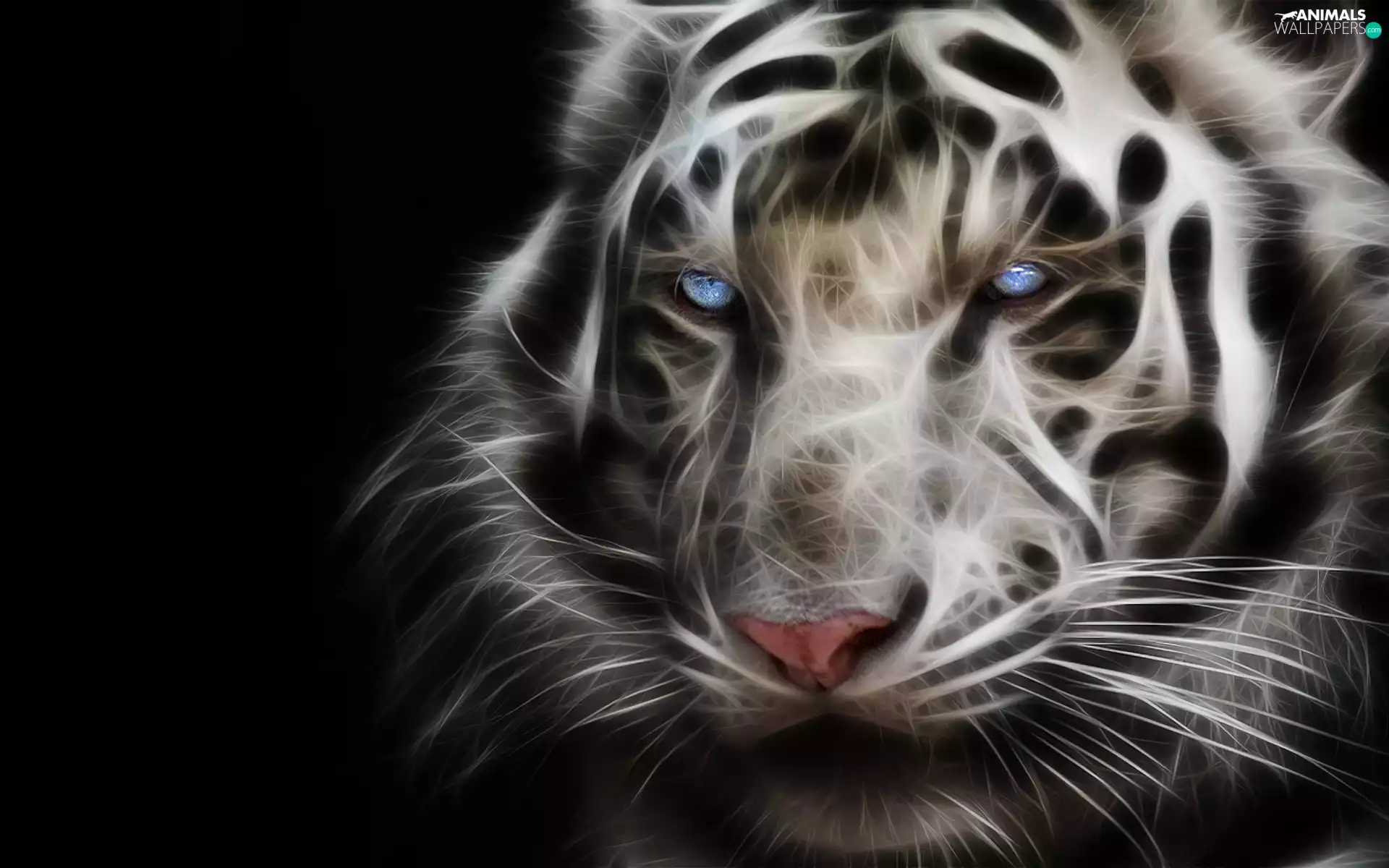 3D, White, tiger