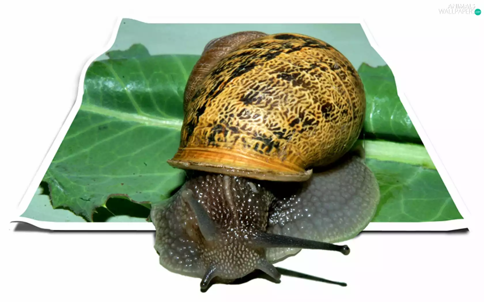 4d, snail, leaf