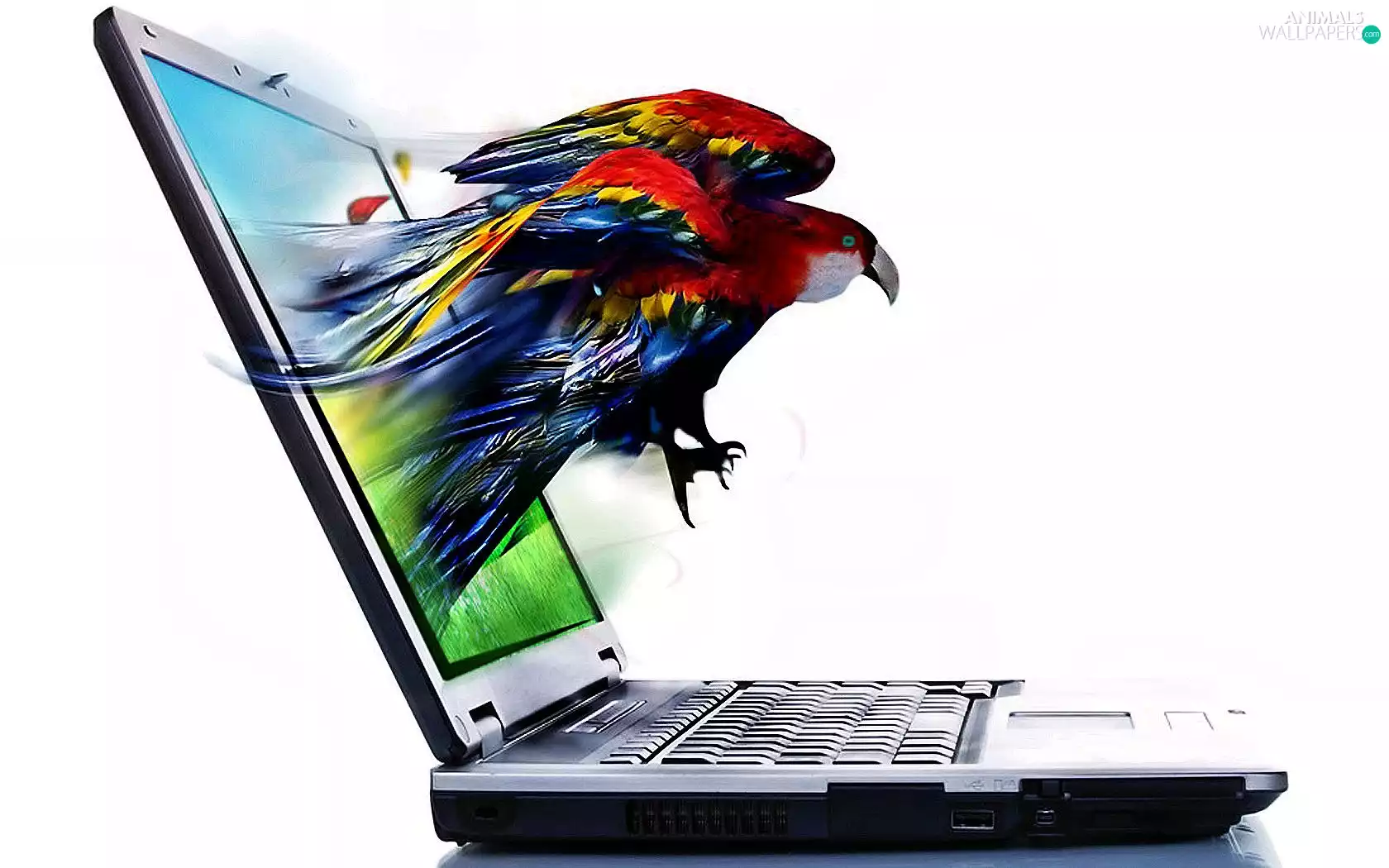 4d, parrot, PC