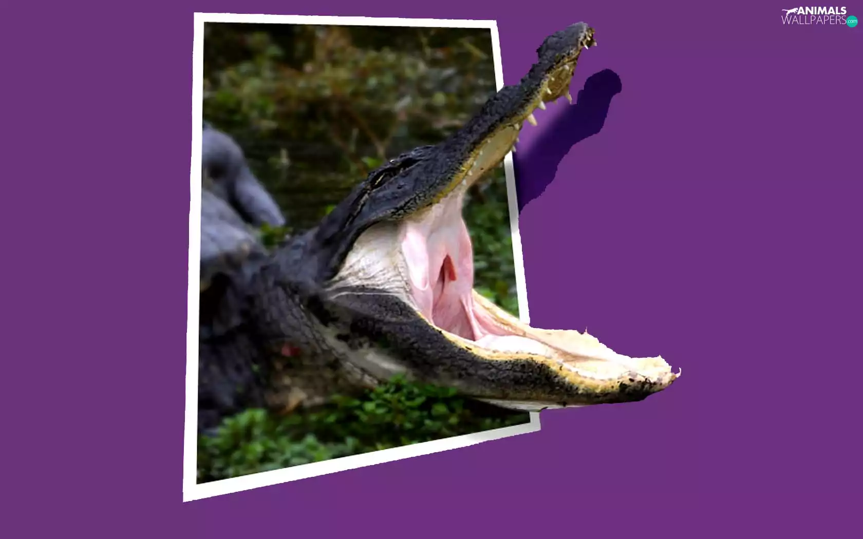 4d, Crocodile, picture