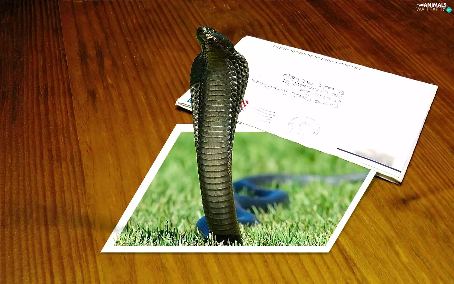 4d, cobra, Postcard