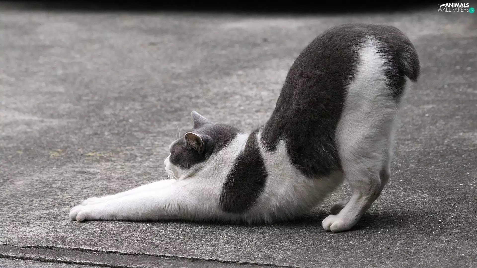 Without a Tail, honeyed, kitten