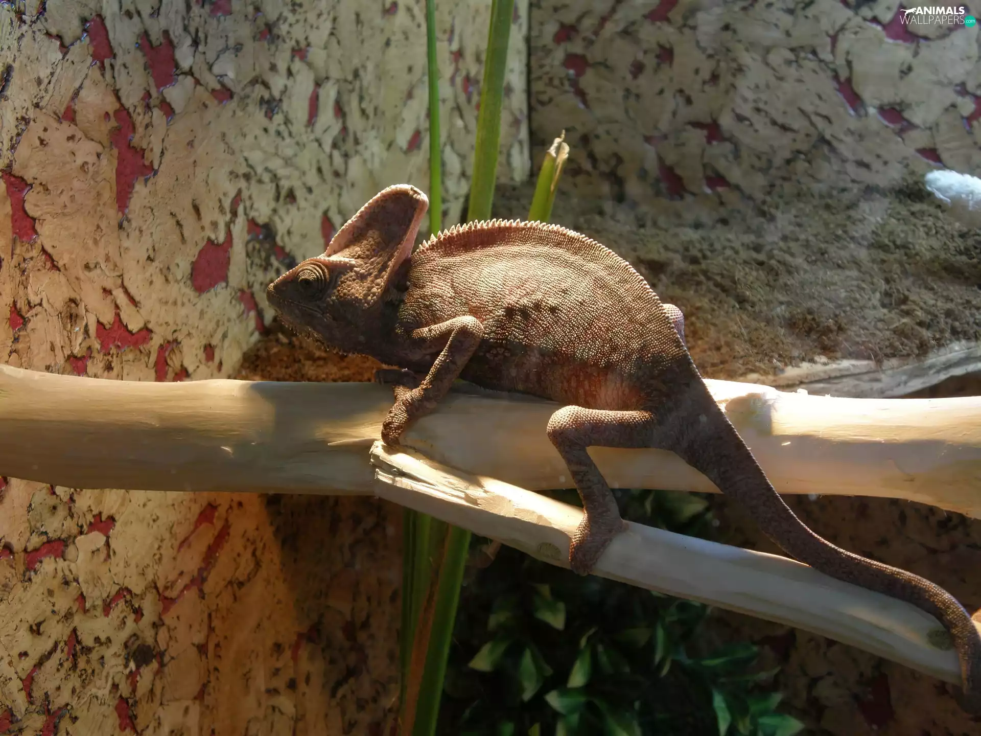 branch, A veiled chameleon, reptile