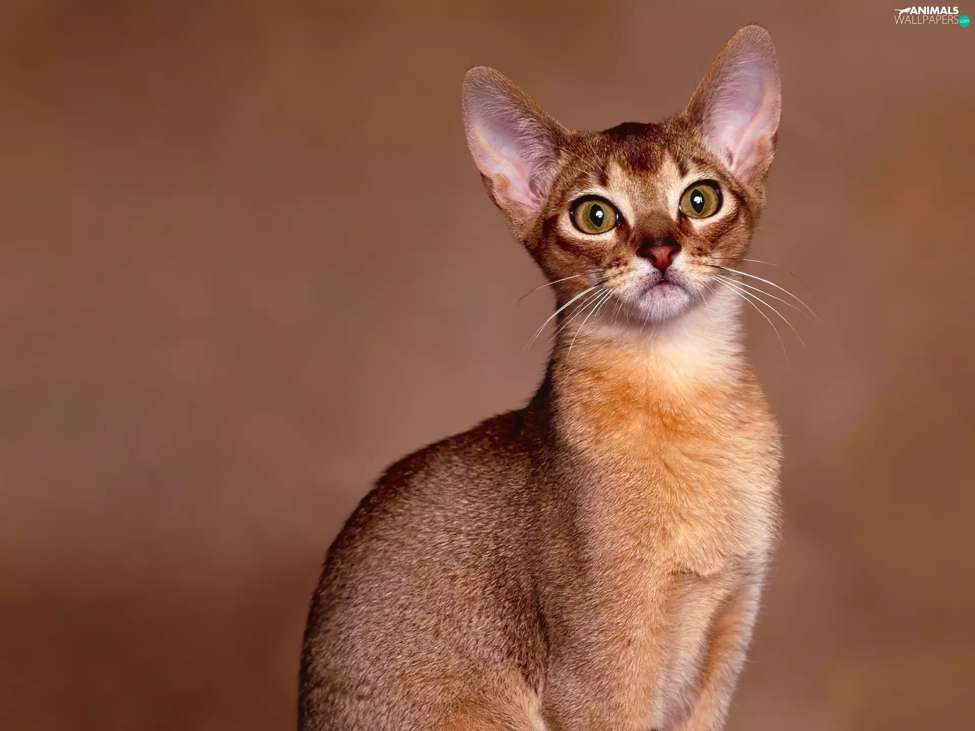 Abyssinian Cat