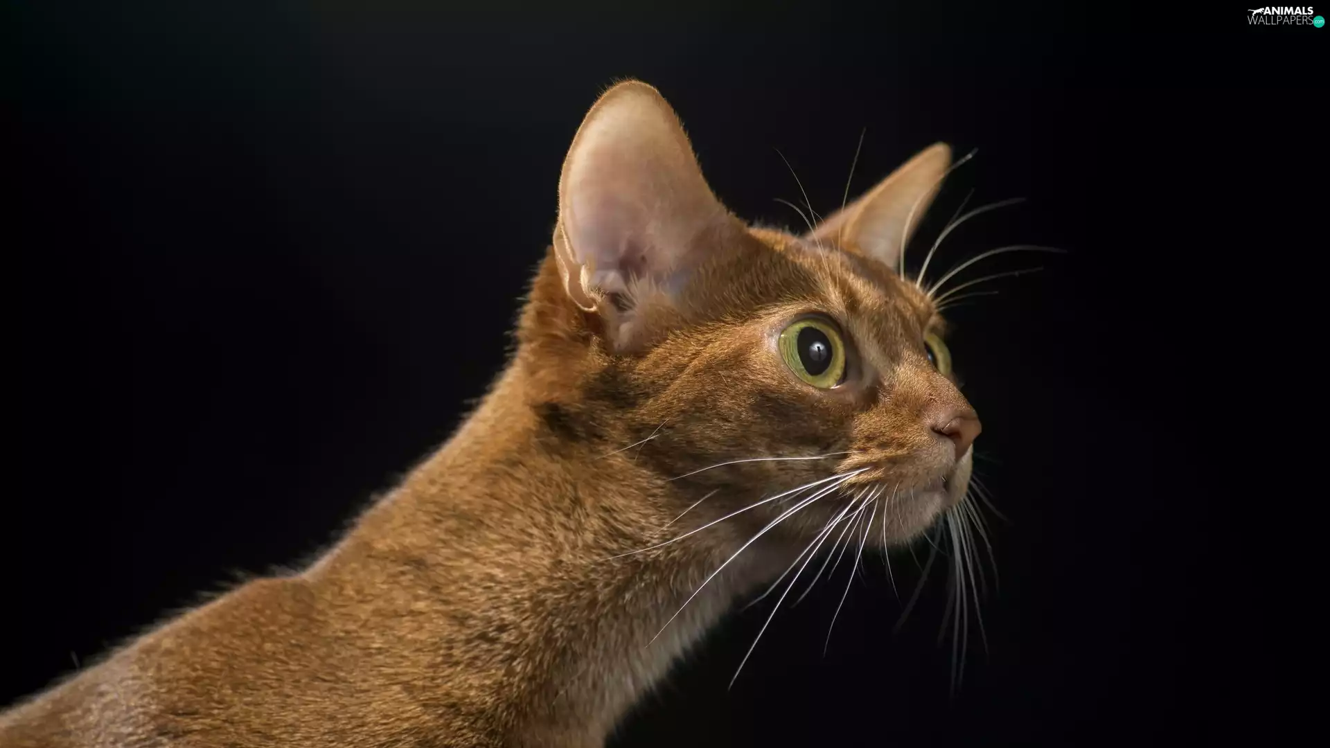 Abyssinian Cat, moustache