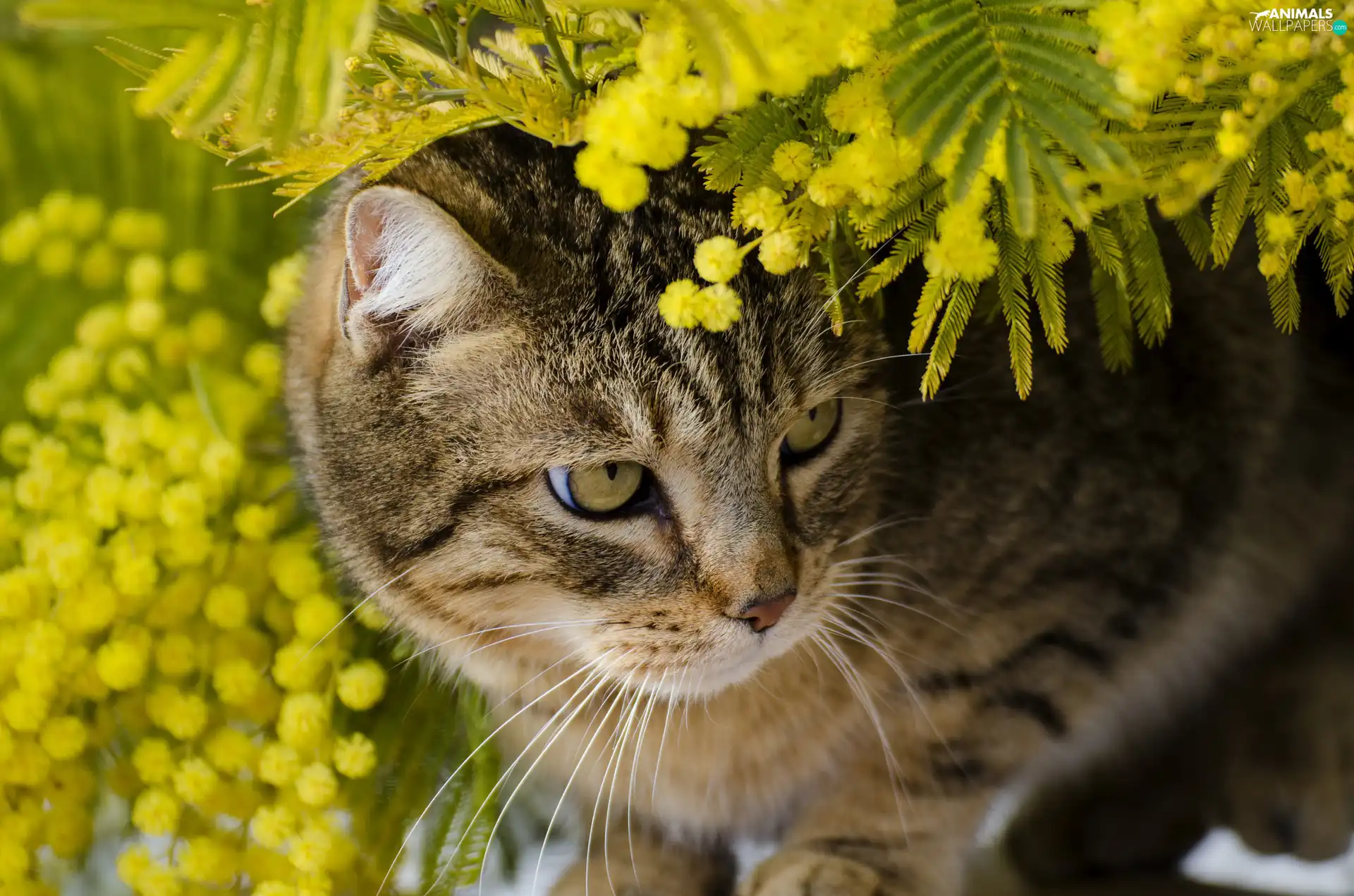 cat, branch pics, Acacia Dealbata, Plants