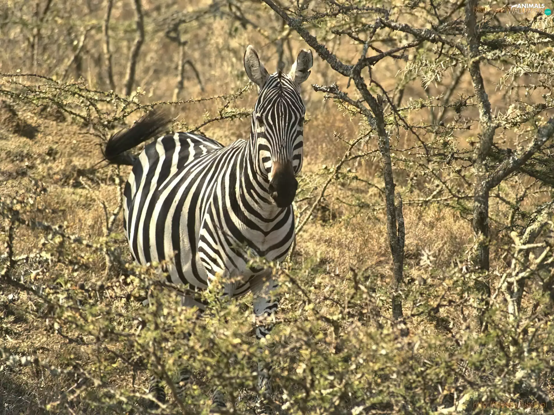 viewes, branch pics, acacia, trees, Zebra