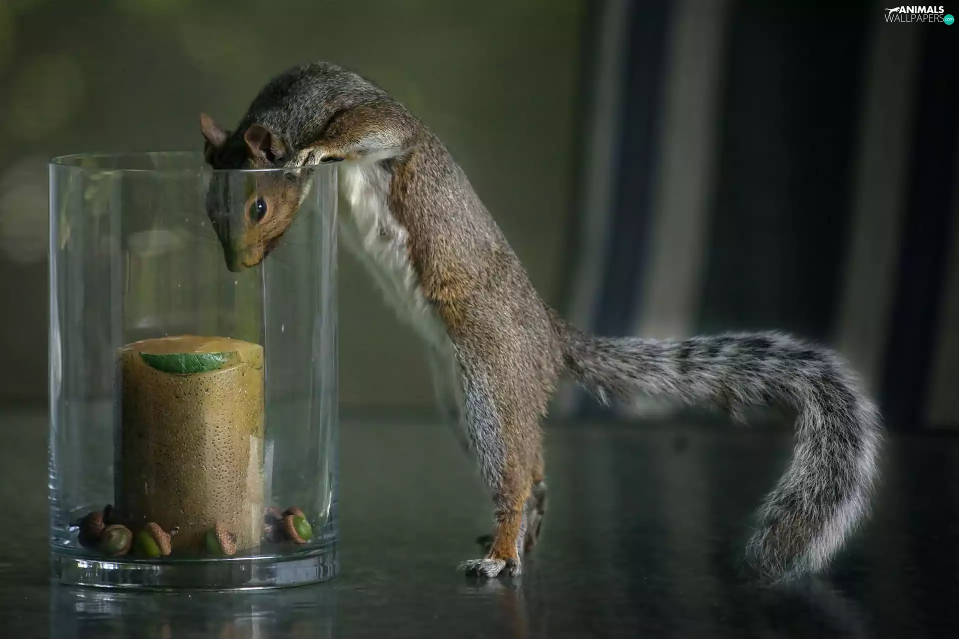 Acorns, squirrel, cup