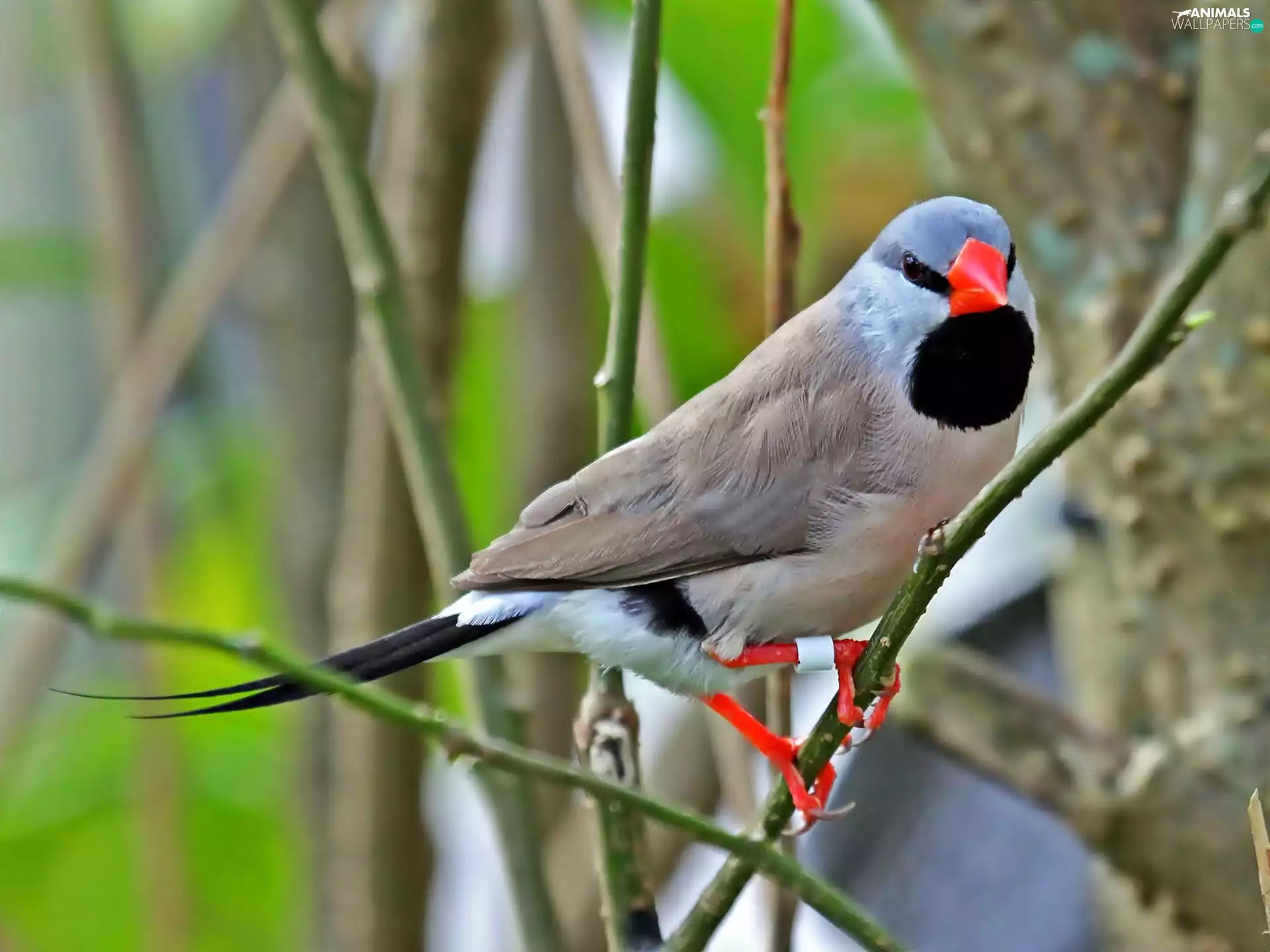 Branches, Finch, Poephila Acuticauda